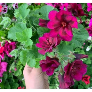 Ceylan Gözü Canan Sardunya Çiçeği Fidanı Bordo 10-20 cm