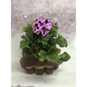 Ceylan Gözü Canan Sardunya Çiçeği Fidanı Lila 10-20 cm