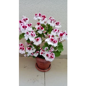 Ceylan Gözlü Sardunya Fidanı Mor Beyaz 10-20 cm