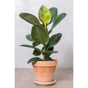Garden Online Kauçuk - Ficus Elastica Robusta Canlı Salon Bitkisi 80 - 100 cm