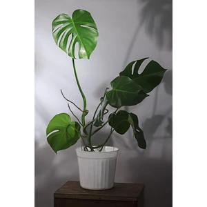 Garden Online Monstera Deliciosa - Deve Tabanı Canlı Salon Bitkisi - 80 - 100 cm