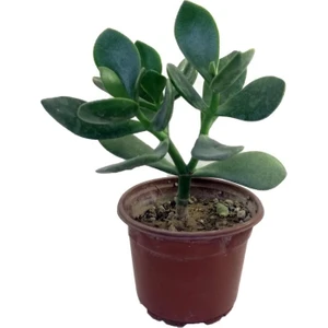 Biorganix Life Para Çiçeği Sukulent 10-20 cm