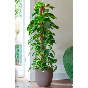 Garden Online Scindapsus Pathos - Ev Sarmaşığı Canlı Salon Bitkisi 100 - 125 cm