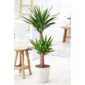 Garden Online Yucca - Yuka Bitkisi Iki Gövdeli Yucca Avize Çiçeği Canlı Salon Bitkisi 80 - 100 cm
