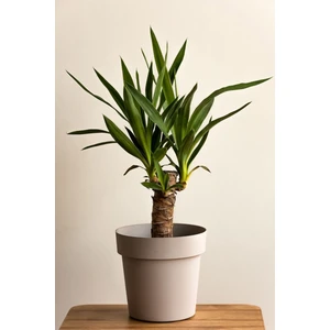 Garden Online Yucca - Yuka Bitkisi Tek Gövdeli Yucca Avize Çiçeği Canlı Salon Bitkisi 50 - 60 cm