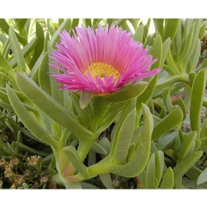 The Best Online Carpobrotus Acinaciformis, Kaz Ayağı ( Izmir Güzeli ) Potta, 45 Adet
