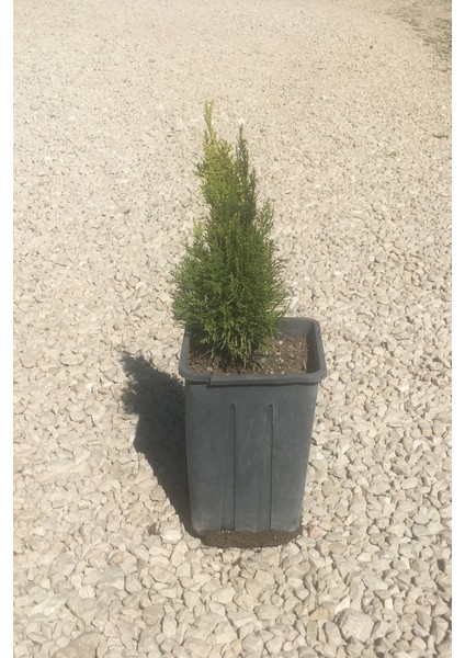 Altuni Piramit Mazı (30-40CM)