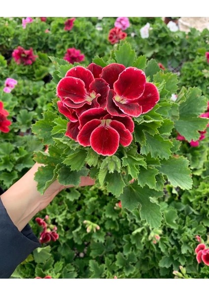 Ceylan Gözü Sardunya Fidanı Koyu Kırmızı 10-20 cm