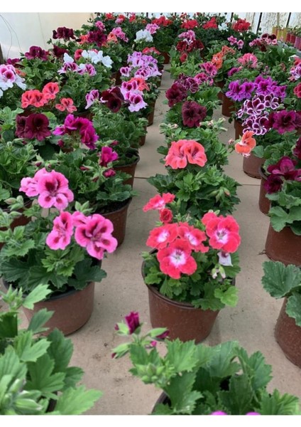 Ceylan Gözü Sardunya Fidanı Pembe Beyaz 10-20 cm fiyatları