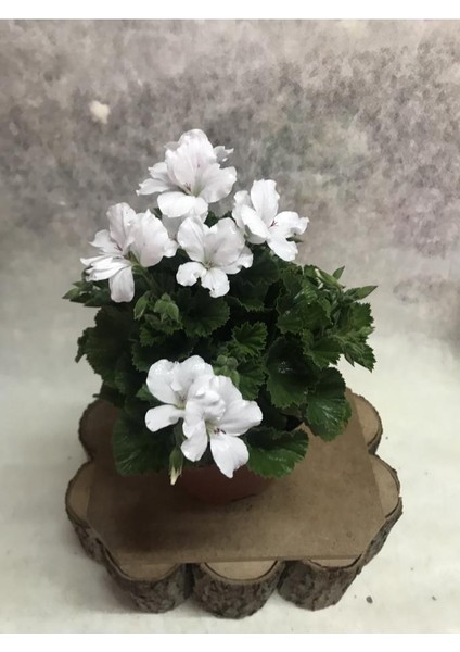 Ceylan Gözü Canan Sardunya Çiçeği Fidanı Beyaz 10-20 cm