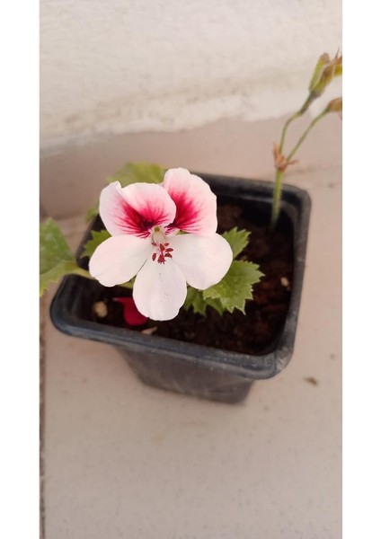 Ceylan Gözlü Sardunya Fidanı Mor Beyaz 10-20 cm modelleri