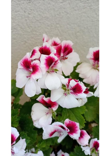 Ceylan Gözlü Sardunya Fidanı Mor Beyaz 10-20 cm fırsatları