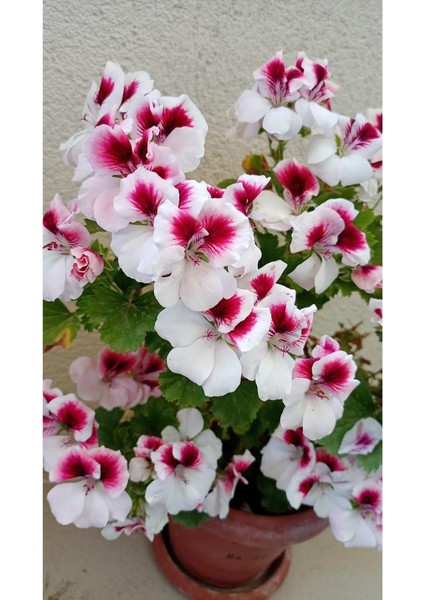 Ceylan Gözlü Sardunya Fidanı Mor Beyaz 10-20 cm indirimleri