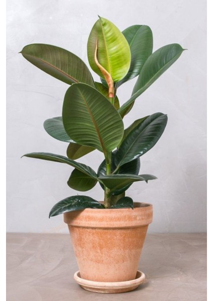 Kauçuk - Ficus Elastica Robusta Canlı Salon Bitkisi 80 - 100 cm