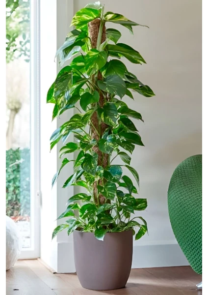 Garden Online Scindapsus Pathos - Ev Sarmaşığı Canlı Salon Bitkisi 100 - 125 cm