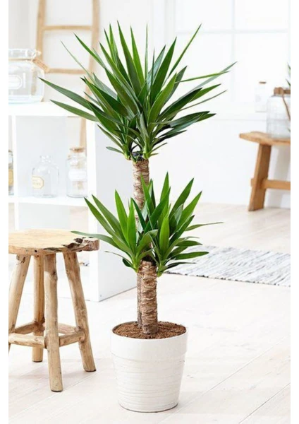 Garden Online Yucca - Yuka Bitkisi Iki Gövdeli Yucca Avize Çiçeği Canlı Salon Bitkisi 80 - 100 cm