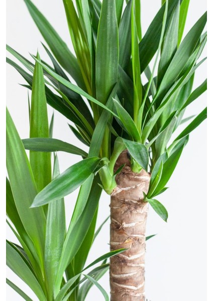 Garden Online Yucca - Yuka Bitkisi Iki Gövdeli Yucca Avize Çiçeği Canlı Salon Bitkisi 80 - 100 cm