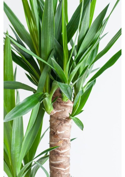 Garden Online Yucca - Yuka Bitkisi Üç Gövdeli Yucca Avize Çiçeği Canlı Salon Bitkisi 120 - 130 cm