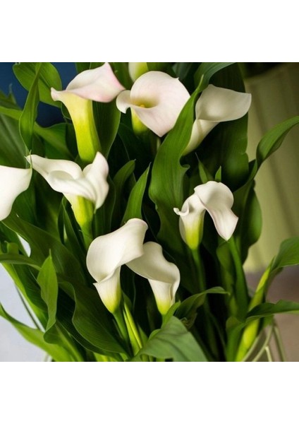 Crystal Clear Zantedeschia Beyaz Gala Çiçeği Calla Lily Soğanı (1 Adet)