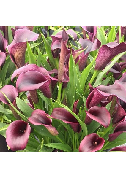Outback Zantedeschia Siyah Gala Çiçeği Calla Lily Soğanı (1 Adet)
