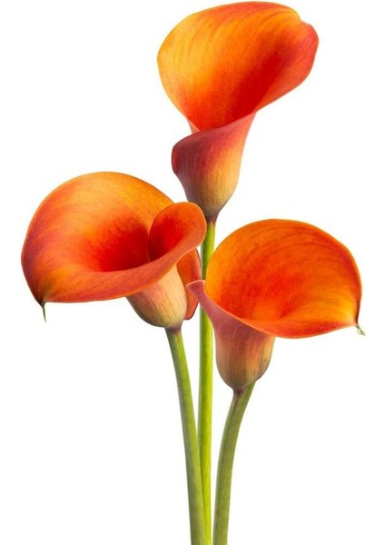 Orange Alert Zantedeschia Turuncu Gala Çiçeği Calla Lily Soğanı (1 Adet)