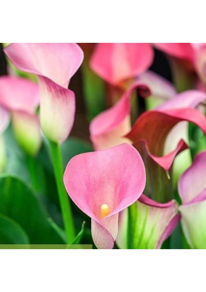 Pink Puppy Zantedeschia Pembe Gala Çiçeği Calla Lily Soğanı (1 Adet)