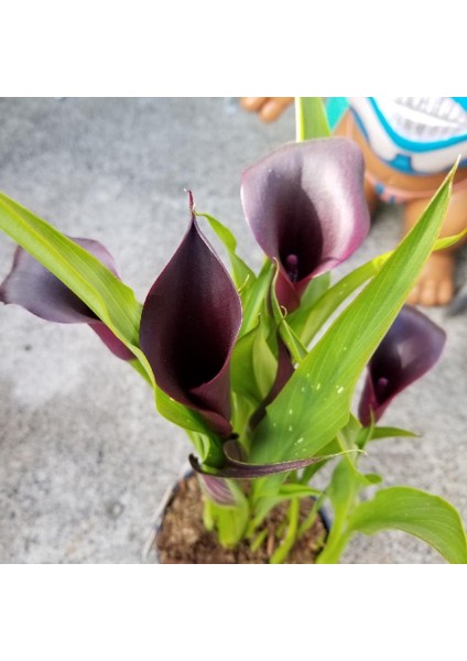 Odessa Zantedeschia Siyah Gala Çiçeği Calla Lily Soğanı (1 Adet)