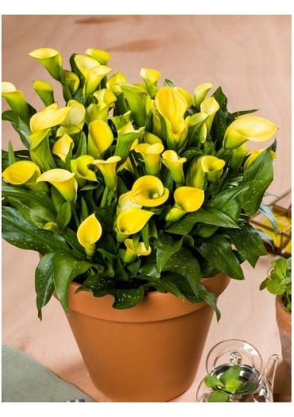 Hanoi Zantedeschia Sarı Gala Çiçeği Calla Lily Soğanı (1 Adet)