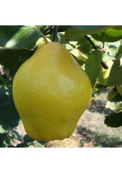 Aşılı Tüplü Limon Ayva Fidanı