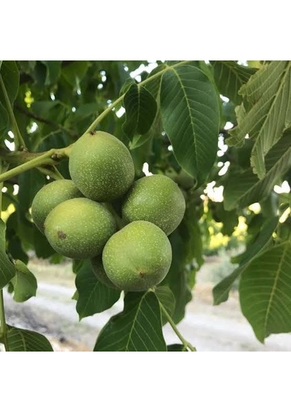 Aşılı Açık Köklü Fernette Ceviz Fidanı