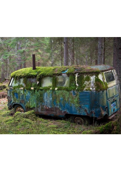 Mossy Old Volkswagen In The Forest