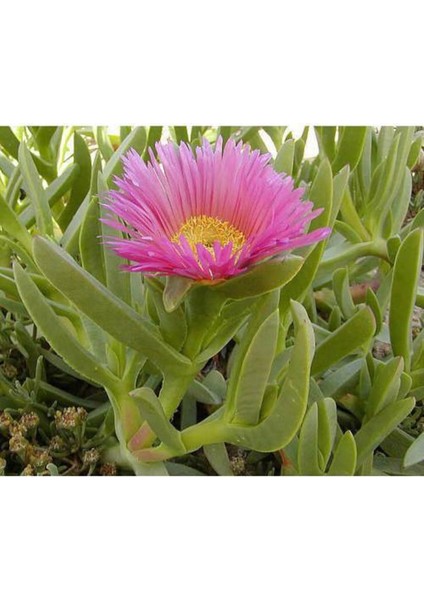 Carpobrotus Acinaciformis, Kaz Ayağı ( Izmir Güzeli ) Potta, 45 Adet