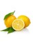 Limon Bonesi / 1000 Adet / Bitki Çayı Bonesi 2