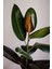 Kauçuk - Ficus Elastica Robusta Canlı Salon Bitkisi 80 - 100 cm 2