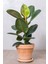 Kauçuk - Ficus Elastica Robusta Canlı Salon Bitkisi 80 - 100 cm 1