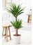 Garden Online Yucca - Yuka Bitkisi Iki Gövdeli Yucca Avize Çiçeği Canlı Salon Bitkisi 80 - 100 cm 1