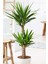 Garden Online Yucca - Yuka Bitkisi Iki Gövdeli Yucca Avize Çiçeği Canlı Salon Bitkisi 80 - 100 cm 3