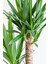 Garden Online Yucca - Yuka Bitkisi Iki Gövdeli Yucca Avize Çiçeği Canlı Salon Bitkisi 80 - 100 cm 4