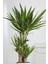 Garden Online Yucca - Yuka Bitkisi Üç Gövdeli Yucca Avize Çiçeği Canlı Salon Bitkisi 120 - 130 cm 2