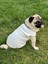 Köpek T-Shirt , Köpek Zincirli T-Shirt , Kedi Zincirli T-Shirt 2