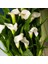 Crystal Clear Zantedeschia Beyaz Gala Çiçeği Calla Lily Soğanı (1 Adet) 1