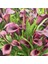 Outback Zantedeschia Siyah Gala Çiçeği Calla Lily Soğanı (1 Adet) 1