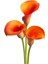 Orange Alert Zantedeschia Turuncu Gala Çiçeği Calla Lily Soğanı (1 Adet) 1