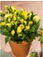 Hanoi Zantedeschia Sarı Gala Çiçeği Calla Lily Soğanı (1 Adet) 1