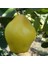 Aşılı Tüplü Limon Ayva Fidanı 1