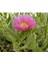 Carpobrotus Acinaciformis, Kaz Ayağı ( Izmir Güzeli ) Potta, 45 Adet 1