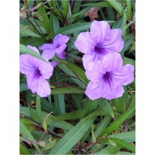 Ases 2 Adet Meksika Petunyası Çiçeği - Ruelya (Ruellia) 120-150 cm