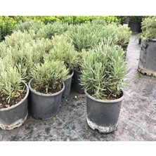 Ases Saksıda 2 Adet Lavanta Çiçeği (Lavandula Officinalis) Fidanı 30-40 cm