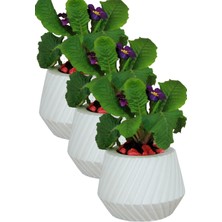 Kaktüs Saksı Dünyası El Yapımı Saksı Seti Premium Kalite 3 Adet Dekoratif Saksı Dişli