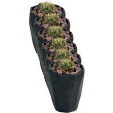 Kaktüs Saksı Dünyası El Yapımı Saksı Seti Dekoratif 6 Adet Saksı Küçük Boy Model 36